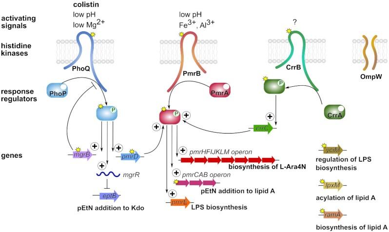 https://cdn.ncbi.nlm.nih.gov/pmc/blobs/17d5/8829026/03242e7b471b/fuab049fig3.jpg
