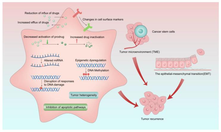https://cdn.ncbi.nlm.nih.gov/pmc/blobs/17d8/10093214/56ec0244cb63/cancers-15-01963-g002.jpg