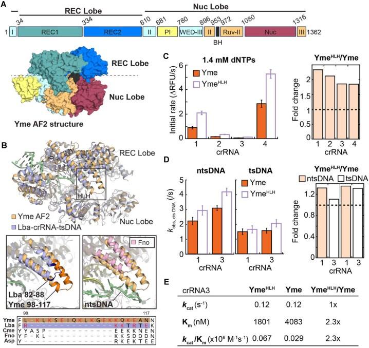 https://cdn.ncbi.nlm.nih.gov/pmc/blobs/17e5/12164587/8869d81ecd10/gkaf509fig5.jpg