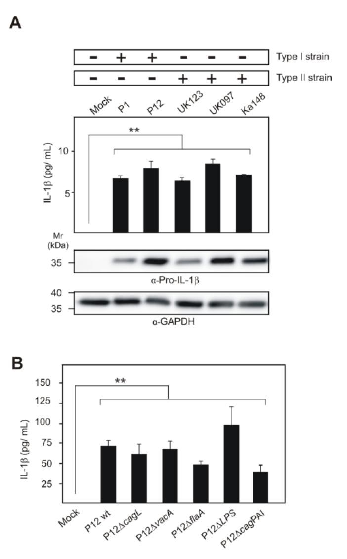 https://cdn.ncbi.nlm.nih.gov/pmc/blobs/17ef/7226495/82b3593072b7/cancers-12-00803-g001.jpg