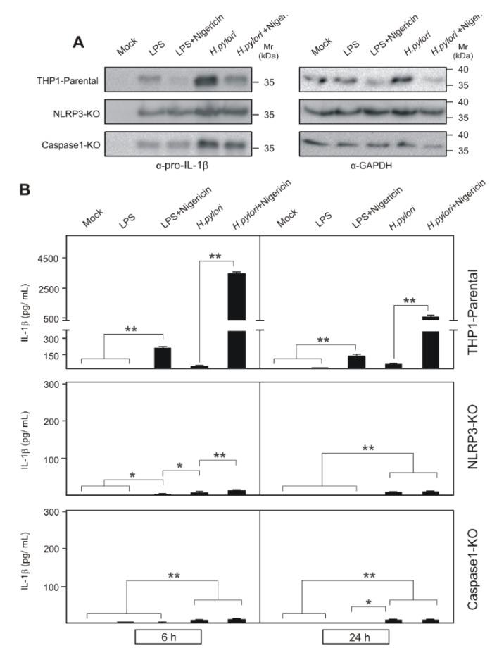https://cdn.ncbi.nlm.nih.gov/pmc/blobs/17ef/7226495/9c16f5ba9fa5/cancers-12-00803-g003.jpg