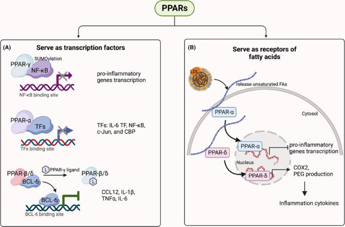 https://cdn.ncbi.nlm.nih.gov/pmc/blobs/180c/10902584/512a3c4702cd/JCMM-28-e17931-g005.jpg