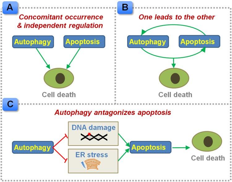https://cdn.ncbi.nlm.nih.gov/pmc/blobs/181a/5617546/b9eccfdc12e3/oncotarget-08-62759-g001.jpg