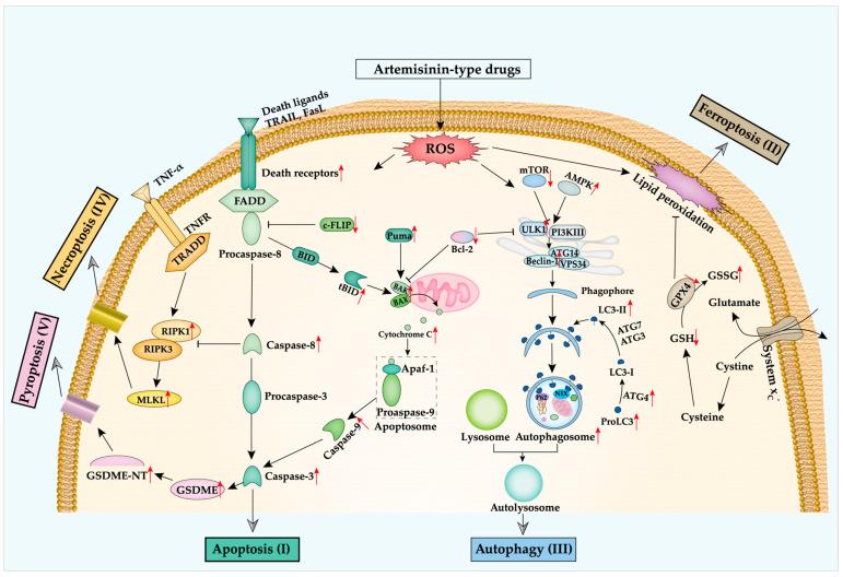 https://cdn.ncbi.nlm.nih.gov/pmc/blobs/1820/8875250/8500dde92843/pharmaceutics-14-00395-g002.jpg
