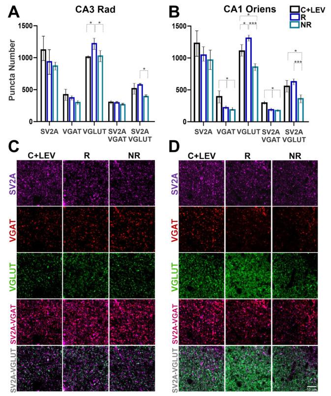 https://cdn.ncbi.nlm.nih.gov/pmc/blobs/184b/8145097/47c387591fe9/brainsci-11-00531-g005.jpg
