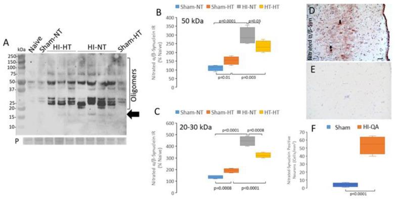 https://cdn.ncbi.nlm.nih.gov/pmc/blobs/1865/12025496/c57df96a49e7/cells-14-00586-g009.jpg
