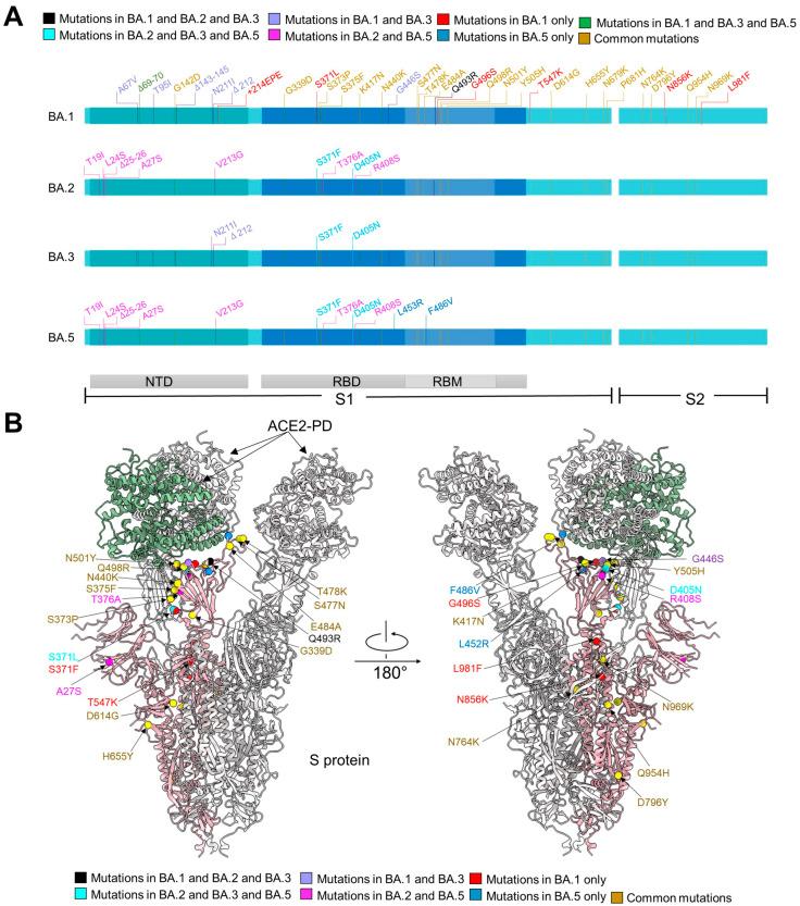https://cdn.ncbi.nlm.nih.gov/pmc/blobs/1894/10304477/72148302babb/viruses-15-01398-g001.jpg