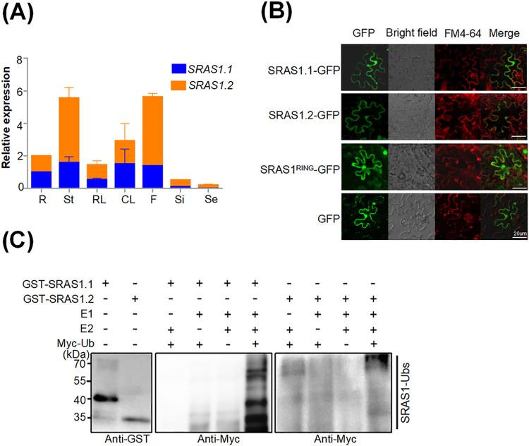 https://cdn.ncbi.nlm.nih.gov/pmc/blobs/18ae/8631661/4cd8508f67a1/pgen.1009898.g002.jpg