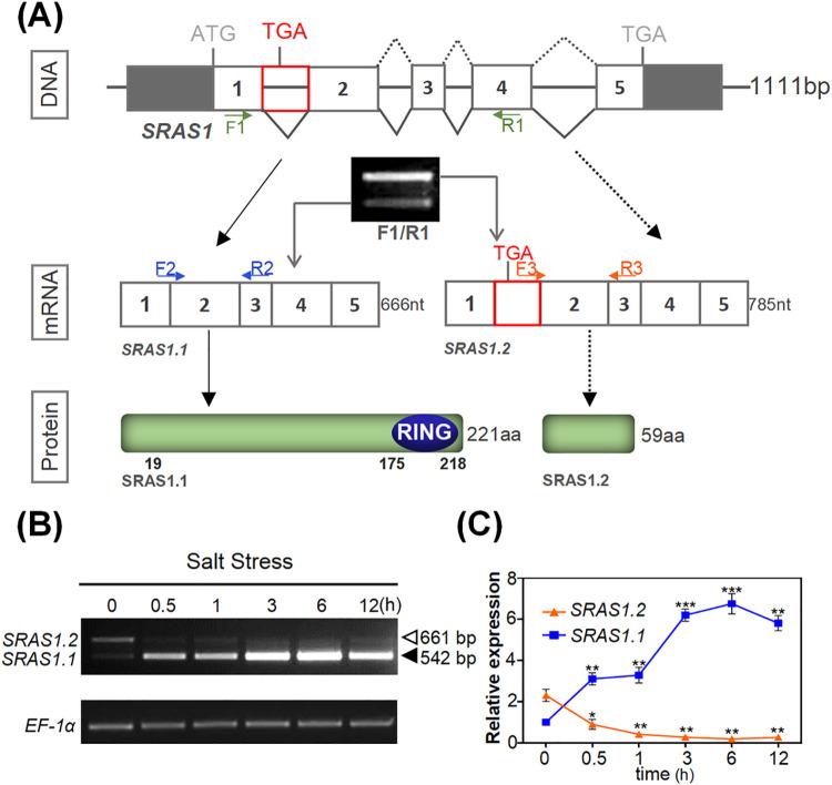 https://cdn.ncbi.nlm.nih.gov/pmc/blobs/18ae/8631661/8b8d75b0d8a7/pgen.1009898.g001.jpg