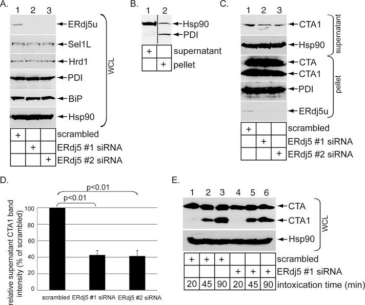 https://cdn.ncbi.nlm.nih.gov/pmc/blobs/18b8/3596249/201aeb44fcf7/785fig1.jpg