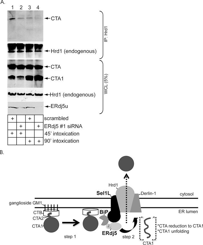 https://cdn.ncbi.nlm.nih.gov/pmc/blobs/18b8/3596249/8e1d91fcc5f2/785fig6.jpg
