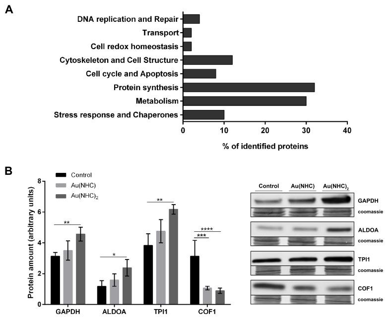 https://cdn.ncbi.nlm.nih.gov/pmc/blobs/18eb/6021324/3bedb0b38140/oncotarget-09-28042-g005.jpg