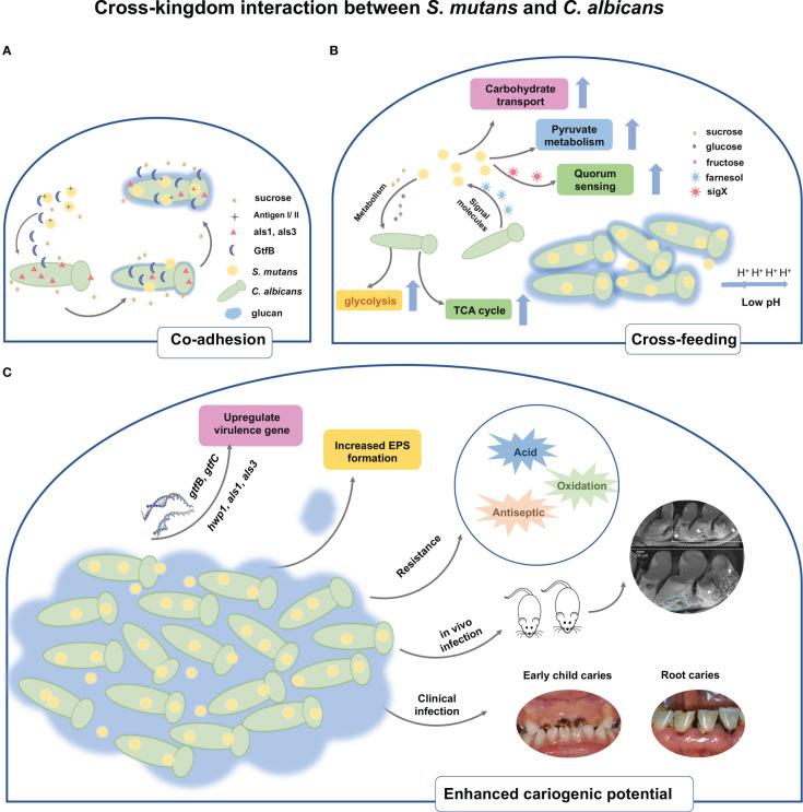 https://cdn.ncbi.nlm.nih.gov/pmc/blobs/1950/10213903/dedb3dad3344/fcimb-13-1106231-g001.jpg