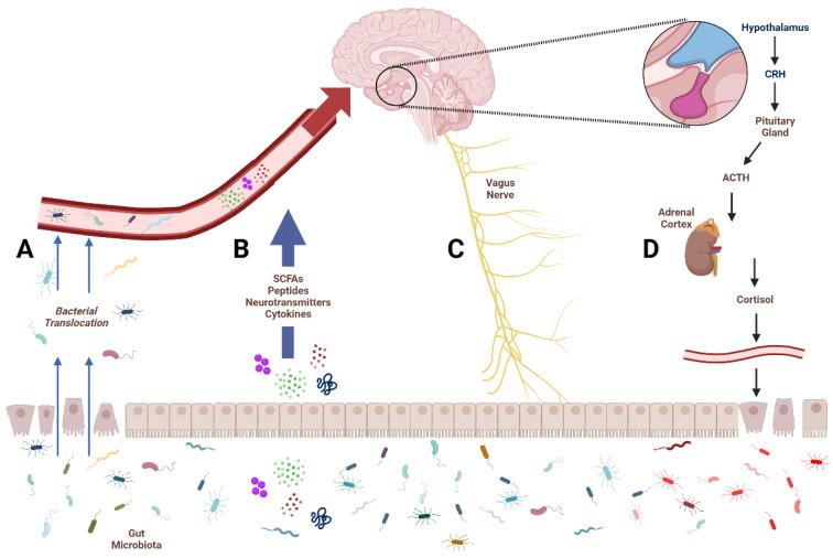 https://cdn.ncbi.nlm.nih.gov/pmc/blobs/1950/10815176/c0487e7dbc20/ijms-25-00814-g001.jpg