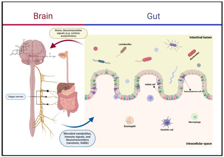 https://cdn.ncbi.nlm.nih.gov/pmc/blobs/1950/12025253/2be7bb041b14/biomedicines-13-00915-g002.jpg
