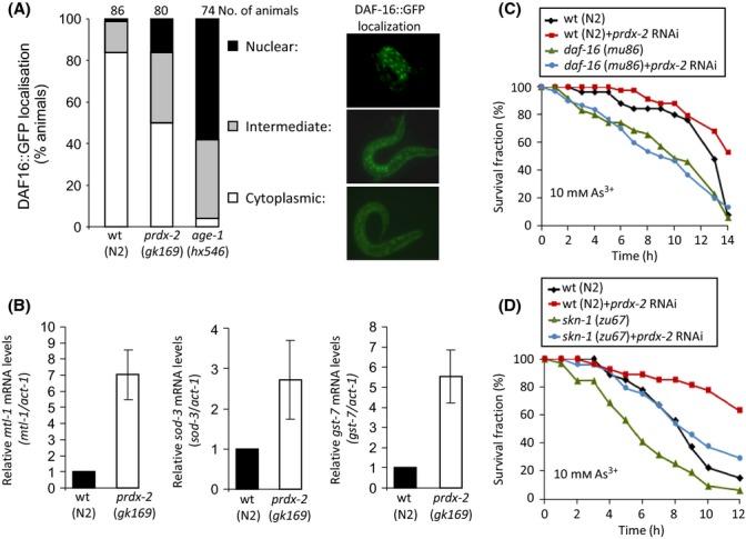 https://cdn.ncbi.nlm.nih.gov/pmc/blobs/1965/4531070/b9822d85b0aa/acel0014-0558-f3.jpg