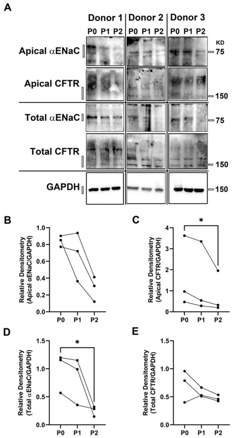 https://cdn.ncbi.nlm.nih.gov/pmc/blobs/1971/10092965/28ea98b0dfa2/cells-12-00997-g002.jpg
