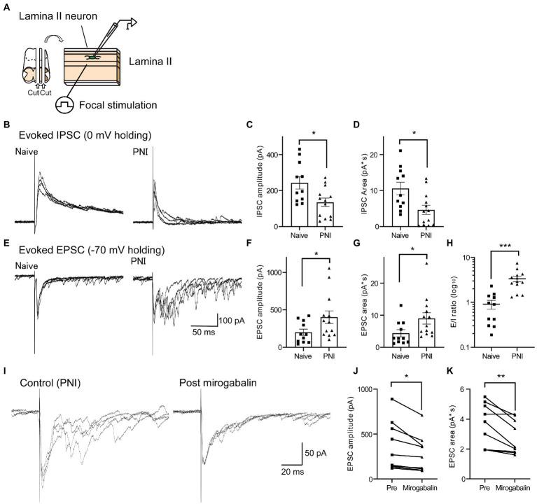 https://cdn.ncbi.nlm.nih.gov/pmc/blobs/1978/10076860/83d53519da19/fnmol-16-1099925-g003.jpg