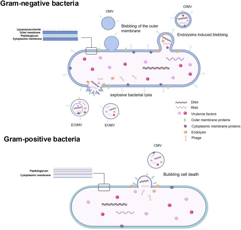 https://cdn.ncbi.nlm.nih.gov/pmc/blobs/197e/11695242/45ab0b37fa45/fimmu-15-1513983-g001.jpg