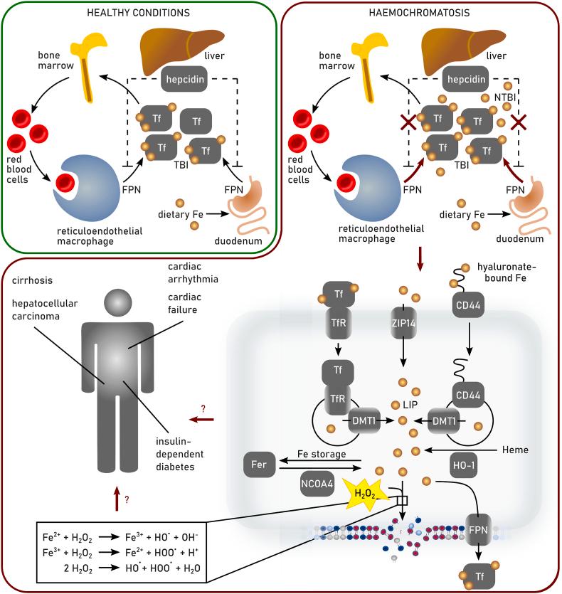 https://cdn.ncbi.nlm.nih.gov/pmc/blobs/1984/11253697/83e739fa7a07/gr5.jpg