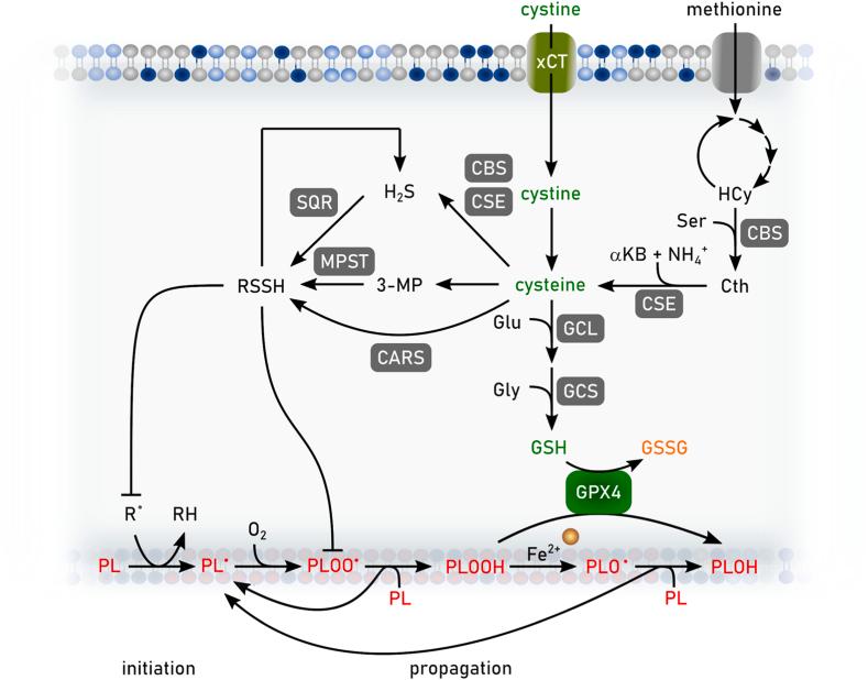 https://cdn.ncbi.nlm.nih.gov/pmc/blobs/1984/11253697/ccec758ab85e/gr7.jpg