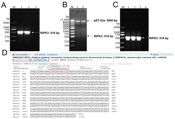 https://cdn.ncbi.nlm.nih.gov/pmc/blobs/1984/9412573/2cdc5f239ccd/viruses-14-01747-g001.jpg