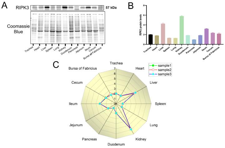 https://cdn.ncbi.nlm.nih.gov/pmc/blobs/1984/9412573/768243853726/viruses-14-01747-g005.jpg