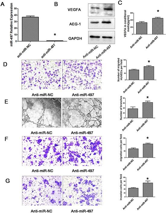 https://cdn.ncbi.nlm.nih.gov/pmc/blobs/1985/4745744/7a4dd4bfd2d9/oncotarget-06-29527-g008.jpg
