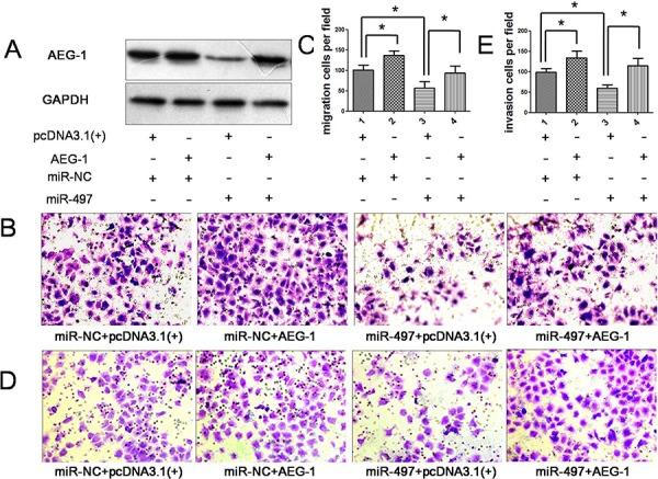 https://cdn.ncbi.nlm.nih.gov/pmc/blobs/1985/4745744/ee7d5d206707/oncotarget-06-29527-g007.jpg