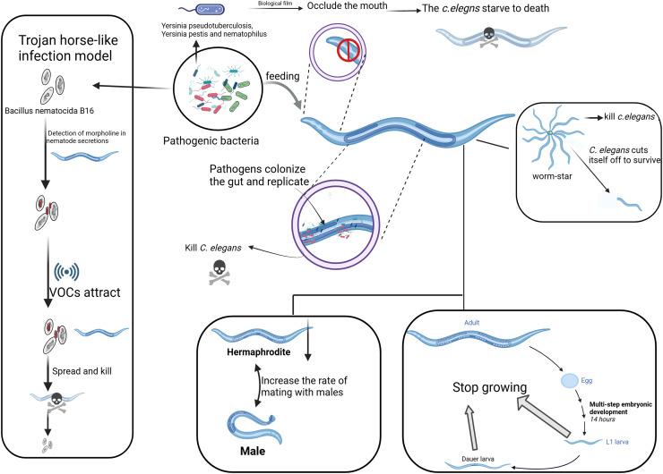 https://cdn.ncbi.nlm.nih.gov/pmc/blobs/198d/12005179/4816420393c5/peerj-13-19294-g001.jpg
