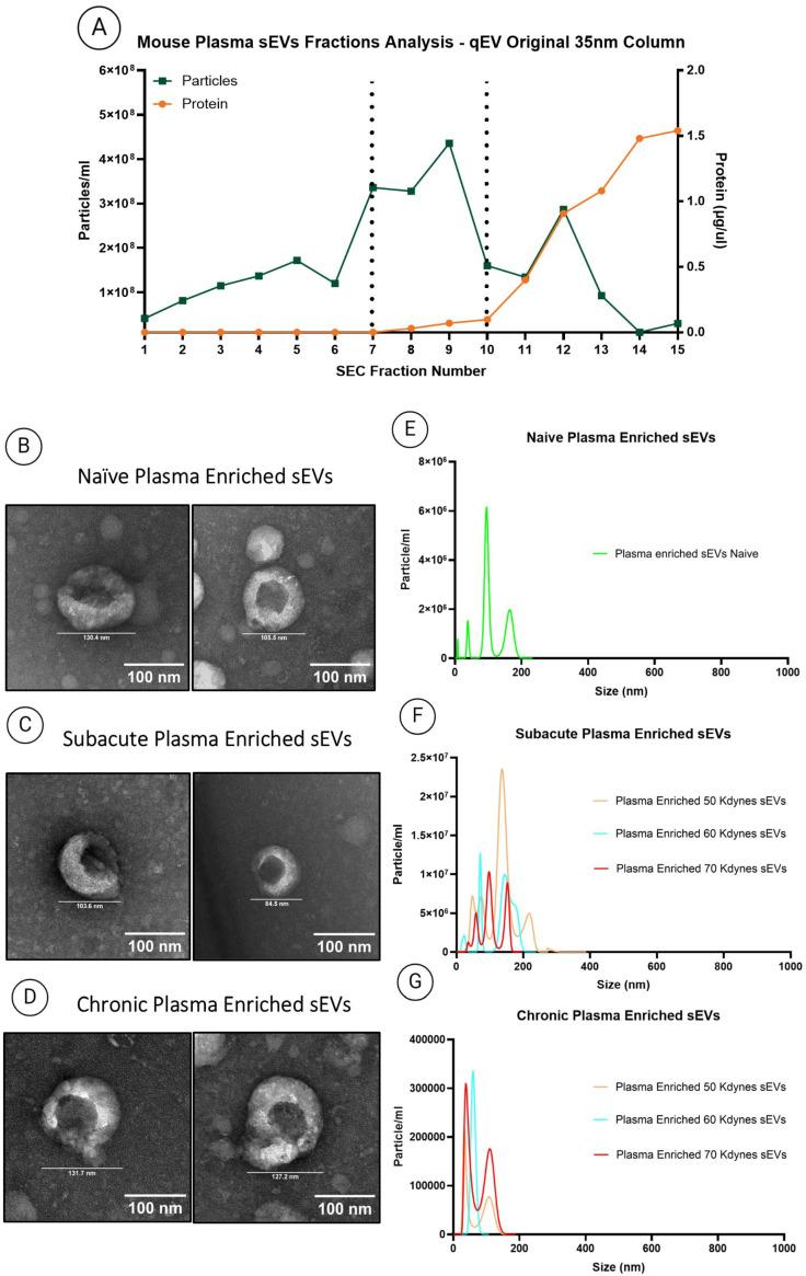 https://cdn.ncbi.nlm.nih.gov/pmc/blobs/198e/12294027/5da3793e822e/cells-14-01065-g003.jpg