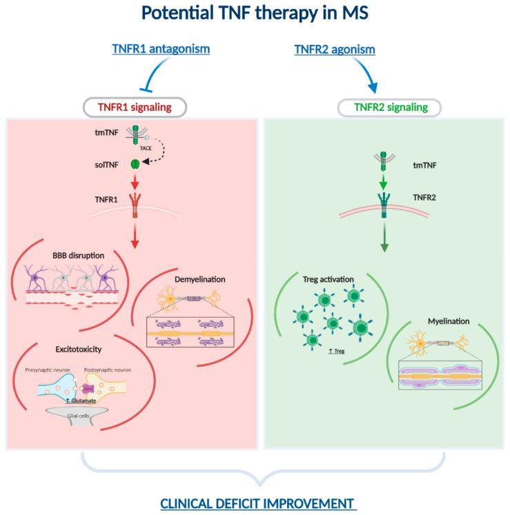 https://cdn.ncbi.nlm.nih.gov/pmc/blobs/19a5/7602209/a4f6a8174127/cells-09-02290-g001.jpg