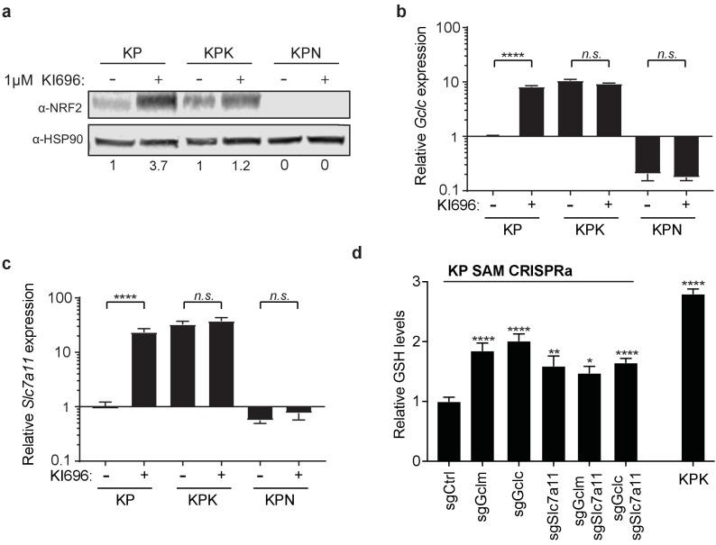 https://cdn.ncbi.nlm.nih.gov/pmc/blobs/19ad/5624783/0b57543329b6/elife-28083-fig4-figsupp1.jpg