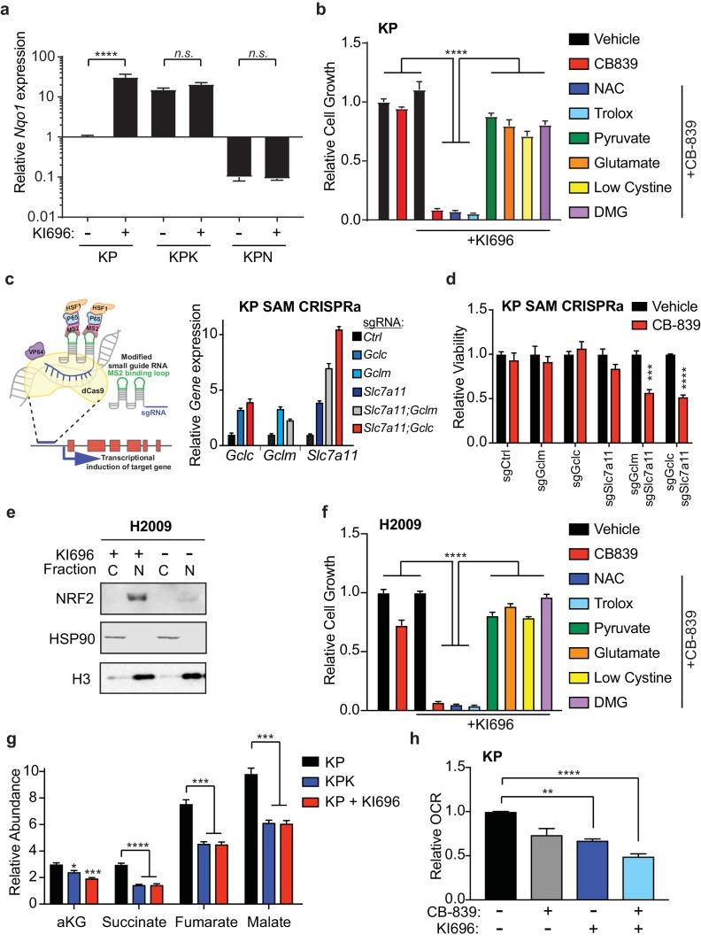 https://cdn.ncbi.nlm.nih.gov/pmc/blobs/19ad/5624783/27a1df6ac1a2/elife-28083-fig4.jpg