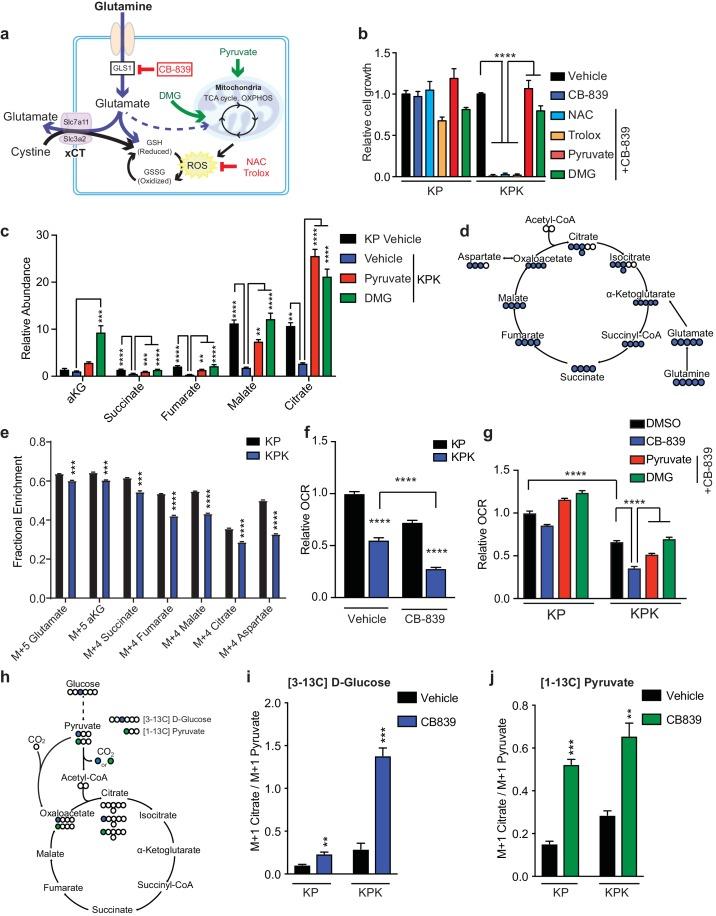 https://cdn.ncbi.nlm.nih.gov/pmc/blobs/19ad/5624783/c4a15c2c57e1/elife-28083-fig3.jpg