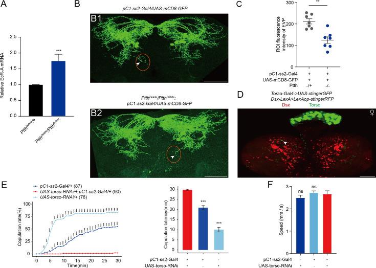 https://cdn.ncbi.nlm.nih.gov/pmc/blobs/19f8/11379460/53bcdef5d5ea/elife-92545-fig7.jpg