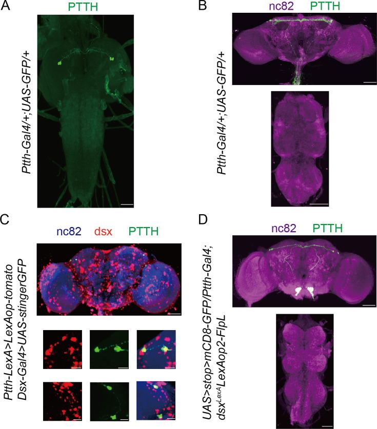 https://cdn.ncbi.nlm.nih.gov/pmc/blobs/19f8/11379460/a32ea4ad7dc5/elife-92545-fig2.jpg