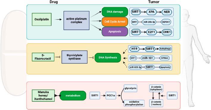 https://cdn.ncbi.nlm.nih.gov/pmc/blobs/1a0b/12187997/b6cd60e66a43/fcell-13-1606530-g005.jpg