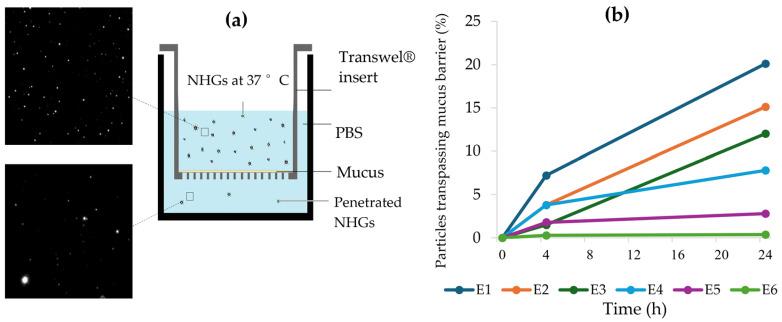 https://cdn.ncbi.nlm.nih.gov/pmc/blobs/1a33/12196158/9c29e5f69f25/pharmaceutics-17-00725-g004.jpg