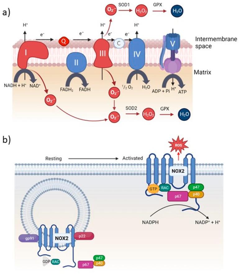 https://cdn.ncbi.nlm.nih.gov/pmc/blobs/1a5b/10216031/842f1b9ddd3c/biomedicines-11-01388-g001.jpg