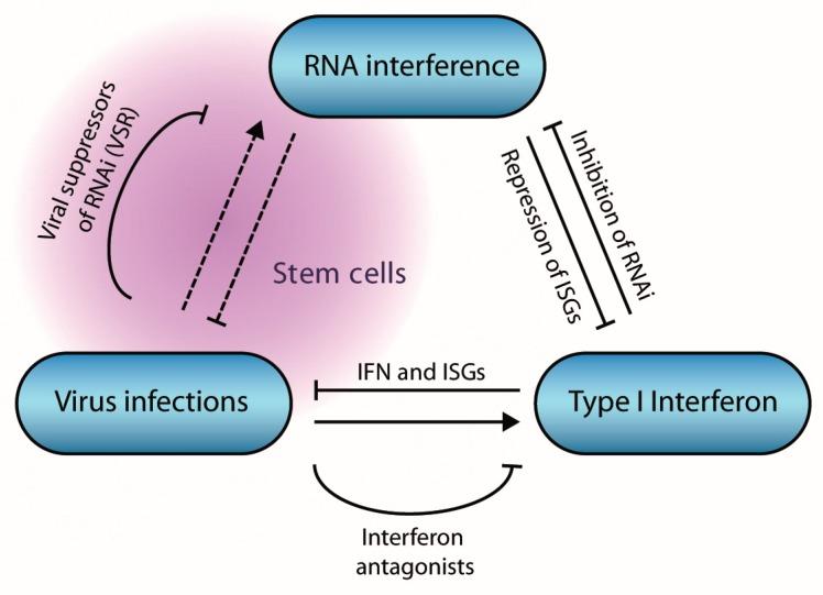 https://cdn.ncbi.nlm.nih.gov/pmc/blobs/1a82/6563508/3e1697d0aadf/viruses-11-00448-g006.jpg