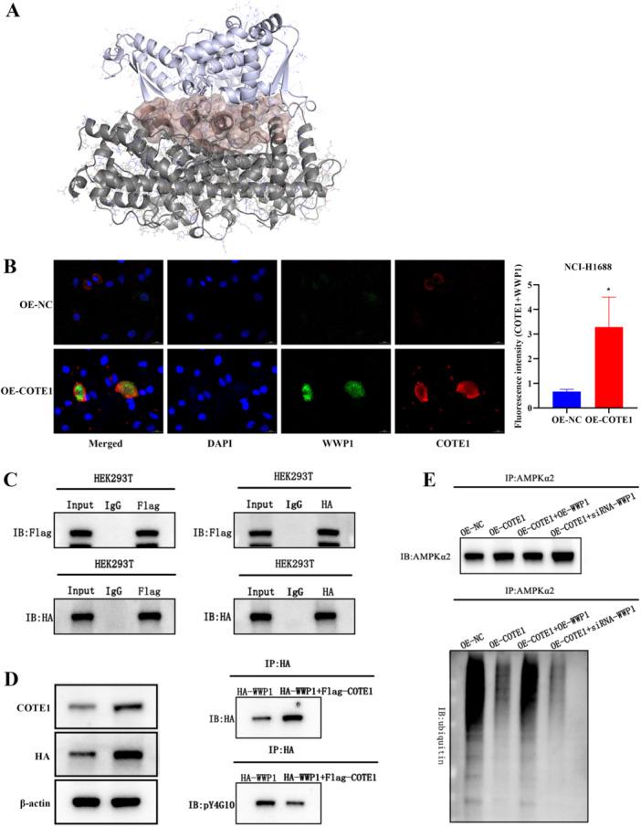 https://cdn.ncbi.nlm.nih.gov/pmc/blobs/1a86/12199221/9b85632de379/JBT-39-e70342-g004.jpg