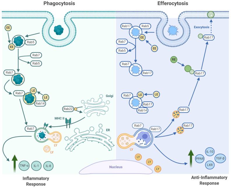 https://cdn.ncbi.nlm.nih.gov/pmc/blobs/1a95/7912081/75678ab433cf/pathogens-10-00134-g002.jpg