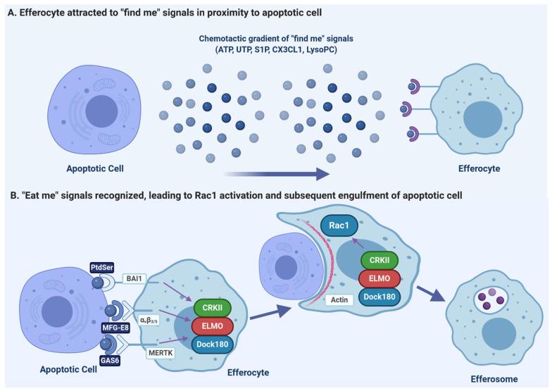 https://cdn.ncbi.nlm.nih.gov/pmc/blobs/1a95/7912081/7f6bda3e07b7/pathogens-10-00134-g001.jpg