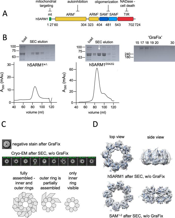 https://cdn.ncbi.nlm.nih.gov/pmc/blobs/1ab1/7688312/59fdd83e8a85/elife-62021-fig1.jpg