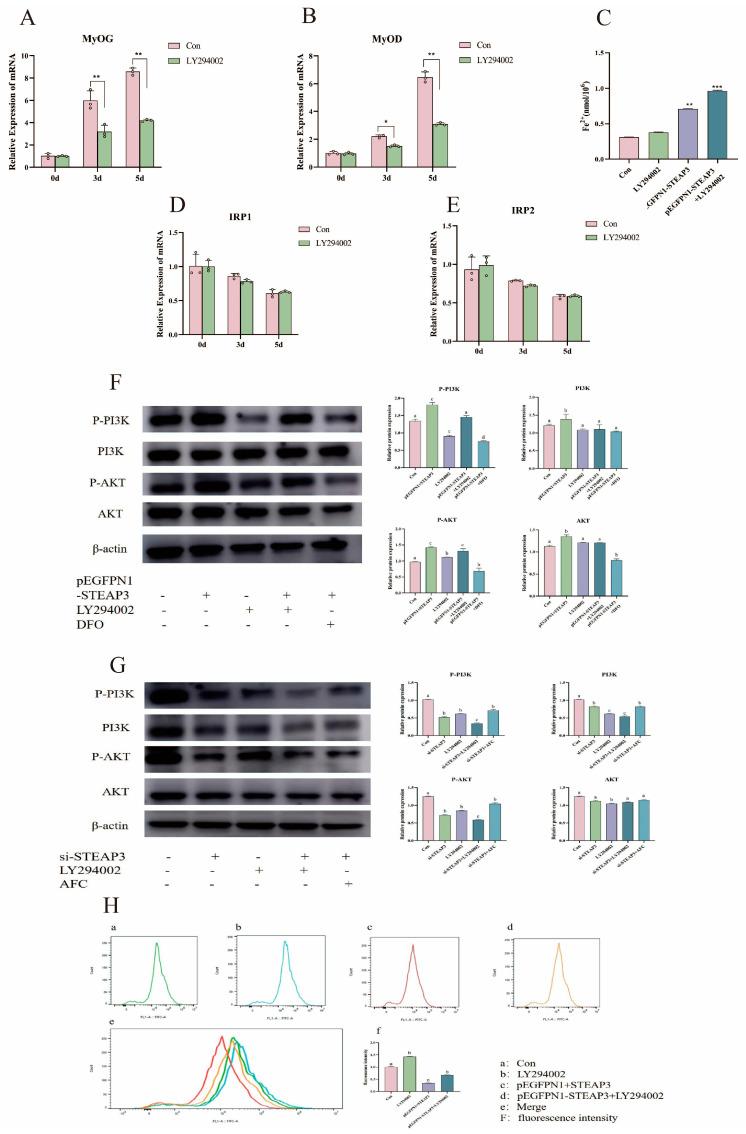 https://cdn.ncbi.nlm.nih.gov/pmc/blobs/1abd/12071230/393c2da87519/cells-14-00656-g006.jpg