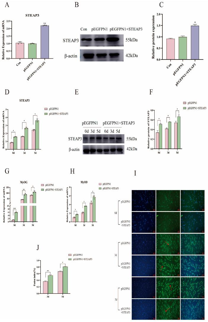 https://cdn.ncbi.nlm.nih.gov/pmc/blobs/1abd/12071230/39dcd42599c6/cells-14-00656-g004.jpg
