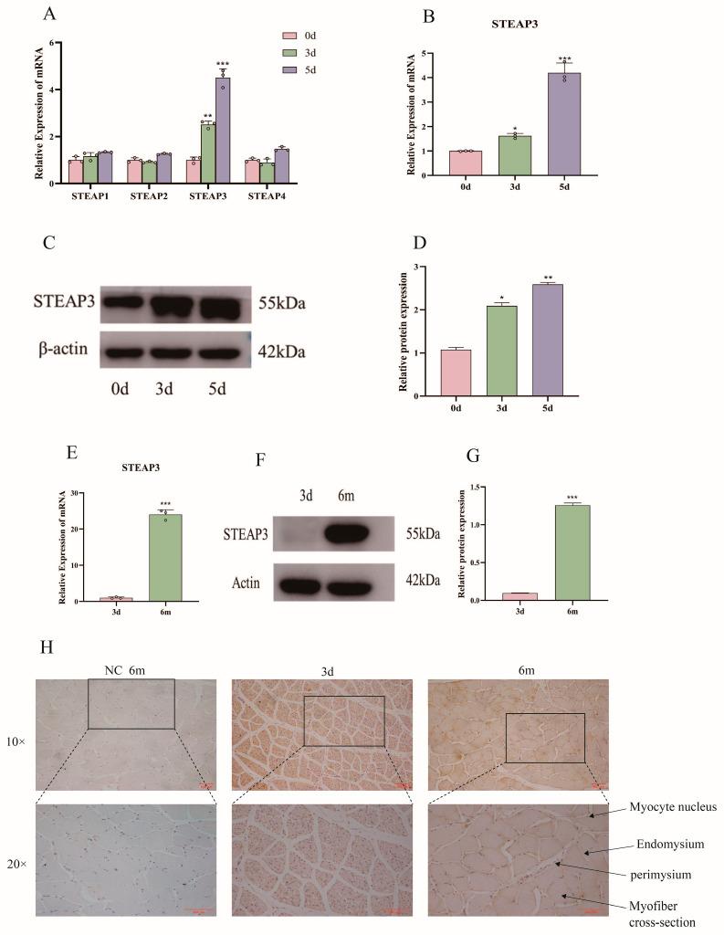 https://cdn.ncbi.nlm.nih.gov/pmc/blobs/1abd/12071230/c2b60e80a25a/cells-14-00656-g002.jpg