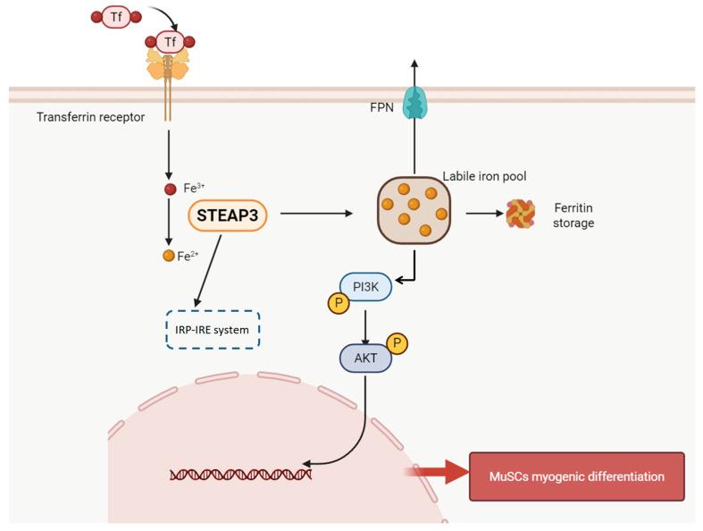 https://cdn.ncbi.nlm.nih.gov/pmc/blobs/1abd/12071230/c64b144db297/cells-14-00656-g007.jpg