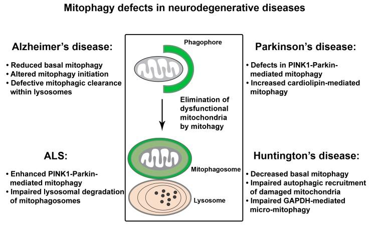 https://cdn.ncbi.nlm.nih.gov/pmc/blobs/1acf/7017092/20a752fd6549/cells-09-00150-g004.jpg